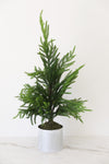Potted Norfolk Pine Tree