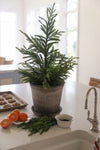 Potted Norfolk Pine Tree, 28", christmas decorations in kitchen, kitchen island decor