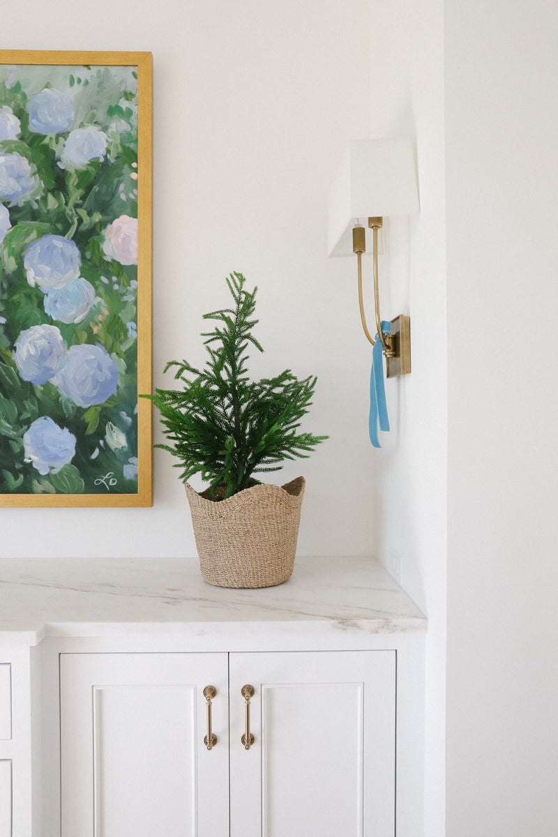 Potted Norfolk Pine Tree, 28"