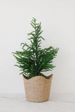 Potted Norfolk Pine Tree, 28"