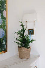 Natural Wavy Basket with norfolk pine tree